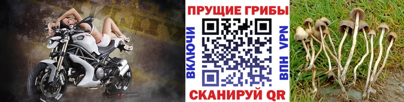 Галлюциногенные грибы Psilocybine cubensis  shop клад  Курган 